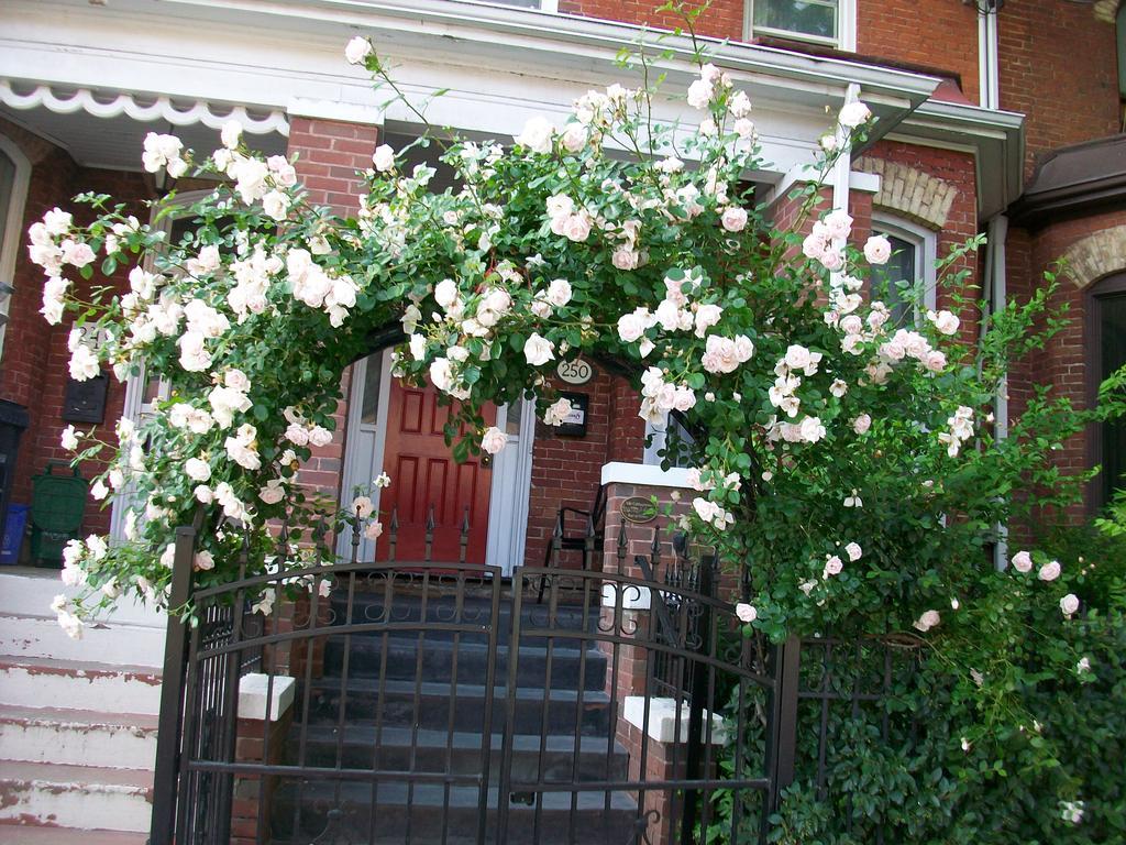 Comfy Guesthouse & Suite Toronto Zewnętrze zdjęcie